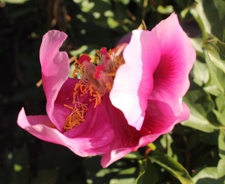 Kew12