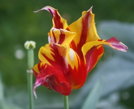 Kew9