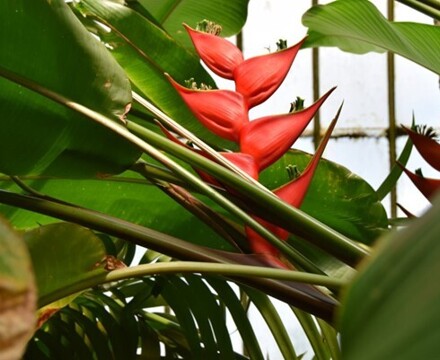 Kew7