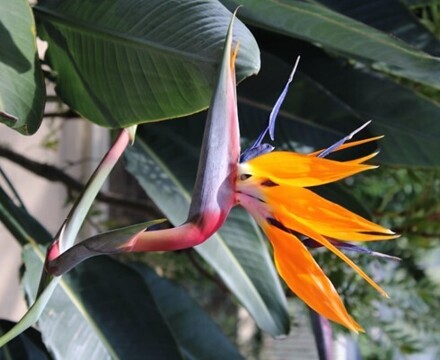 Kew6
