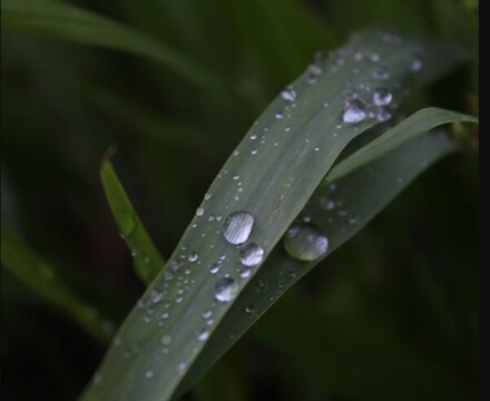 Kew5
