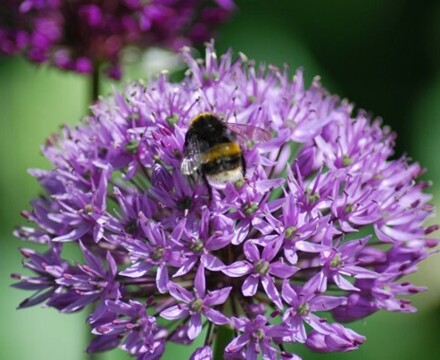 Kew4