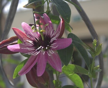 Kew2